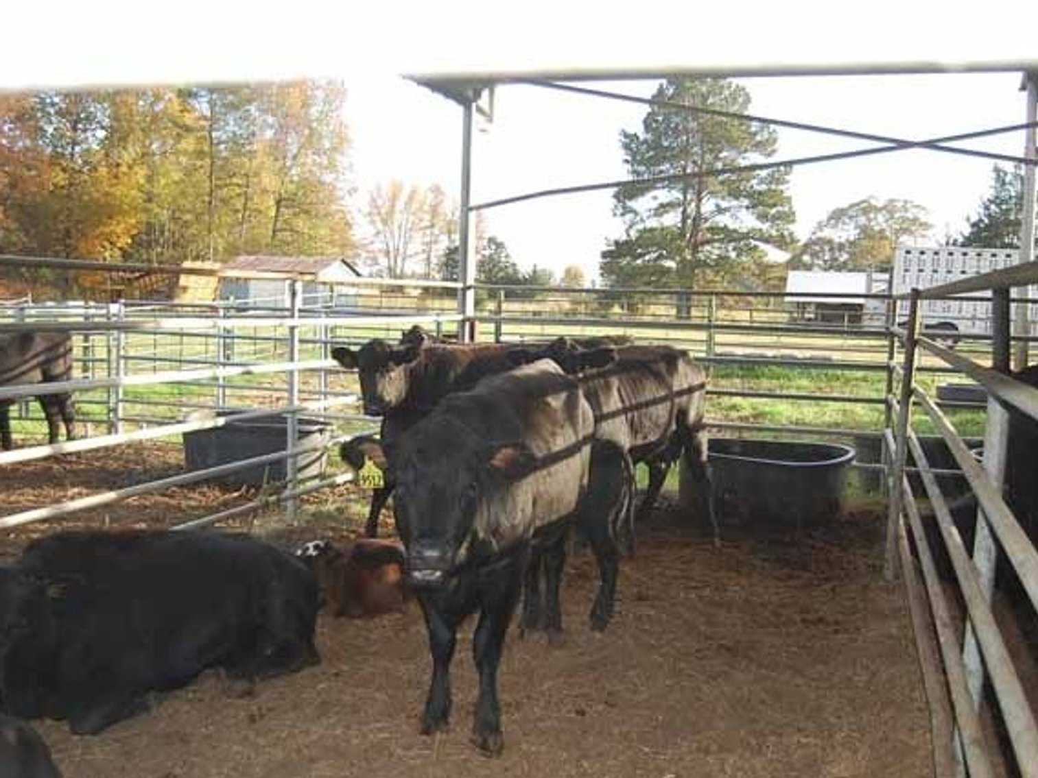 Image for 20th  ANNUAL E.B. & SHANE HARRIS INFLUENCE FEMALE & BULL SALE