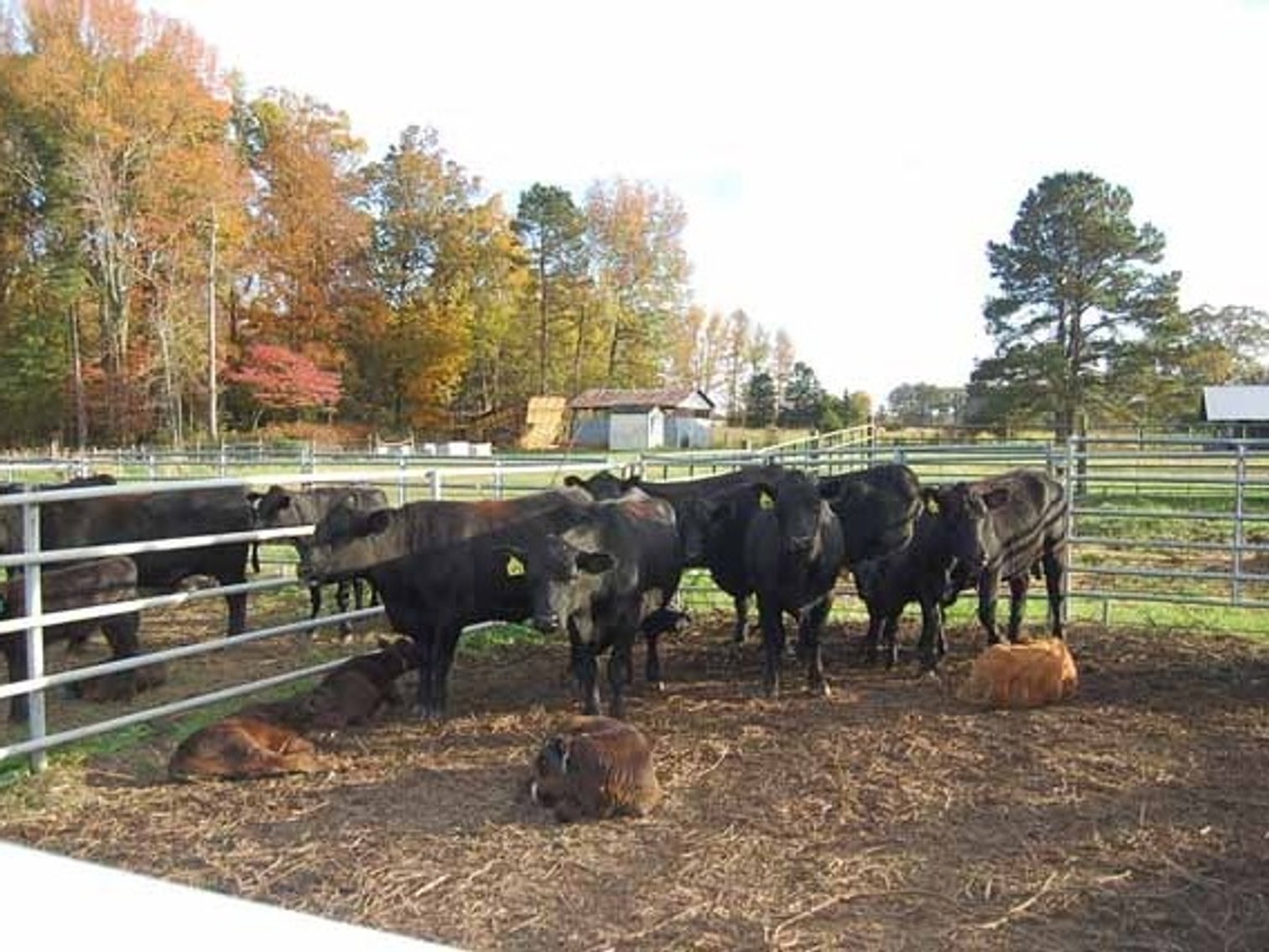 Image for 20th  ANNUAL E.B. & SHANE HARRIS INFLUENCE FEMALE & BULL SALE
