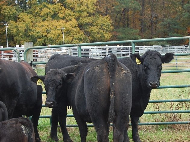 20th  ANNUAL E.B. & SHANE HARRIS INFLUENCE FEMALE & BULL SALE