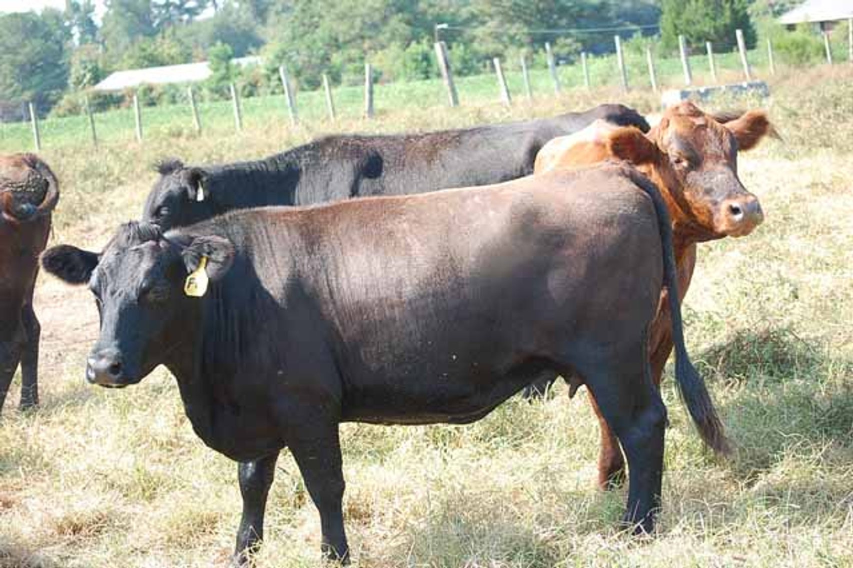 Image for NC BCIP Butner Bull Test Sale & C & G Livestock (Est of Jerry Hamill - dec.) Enfield, NC