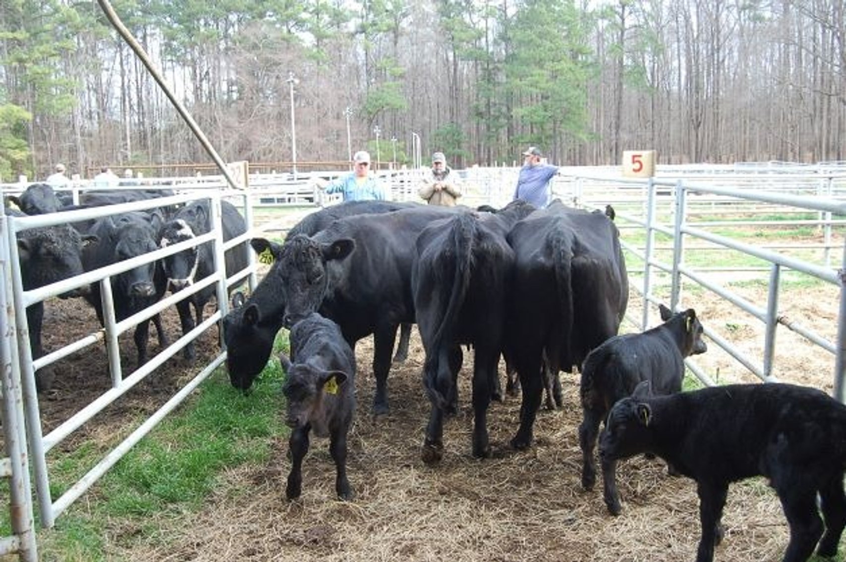 Image for CATTLE AUCTION