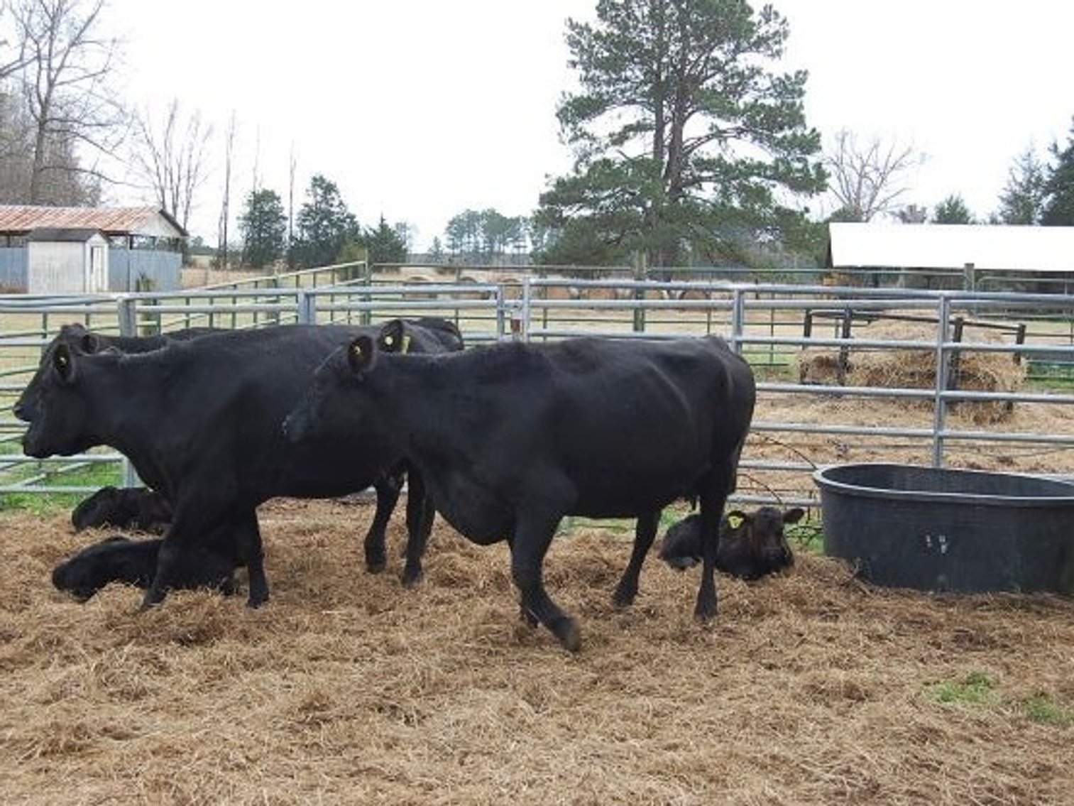 Image for CATTLE AUCTION
