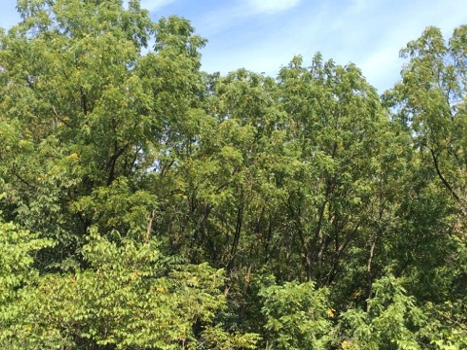 Image for Peoria County, IL: 8.5 Acre Multifamily Tract and 1± Acre Tract Selling Together