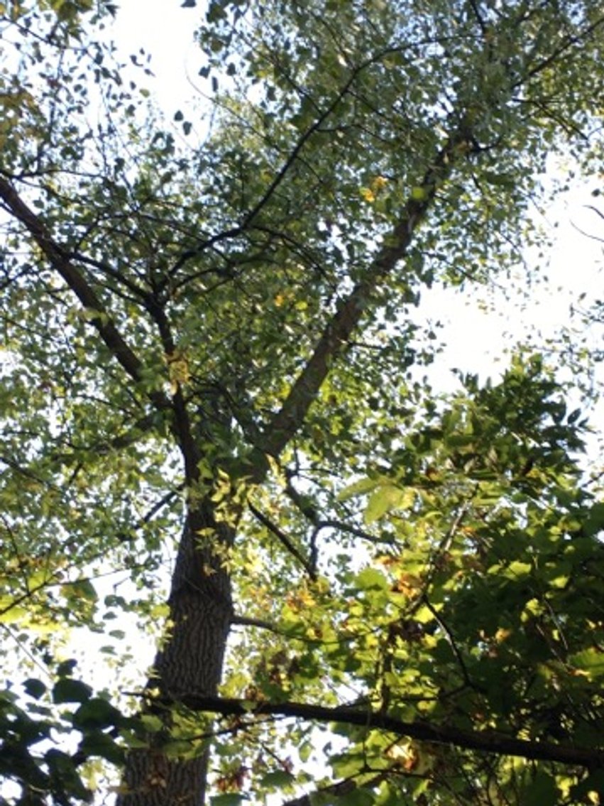 Image for Peoria County, IL: 8.5 Acre Multifamily Tract and 1± Acre Tract Selling Together