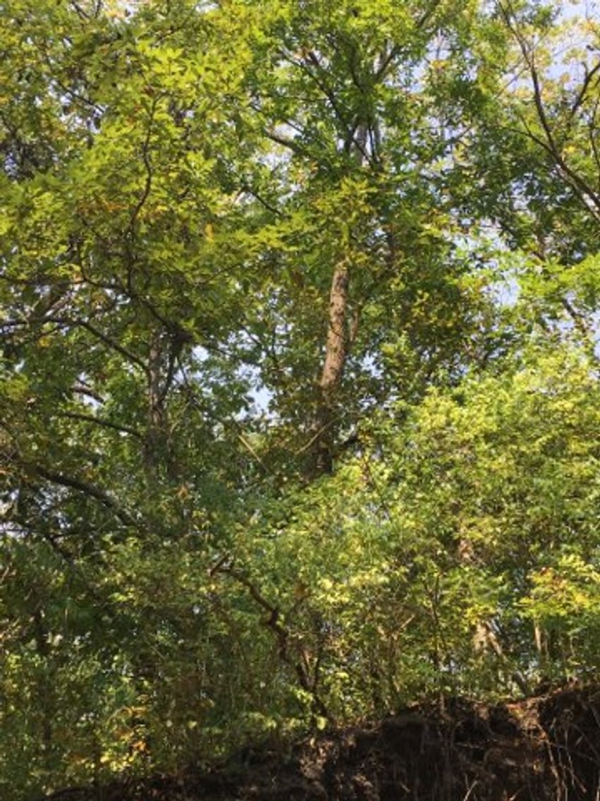 Image for Peoria County, IL: 8.5 Acre Multifamily Tract and 1± Acre Tract Selling Together