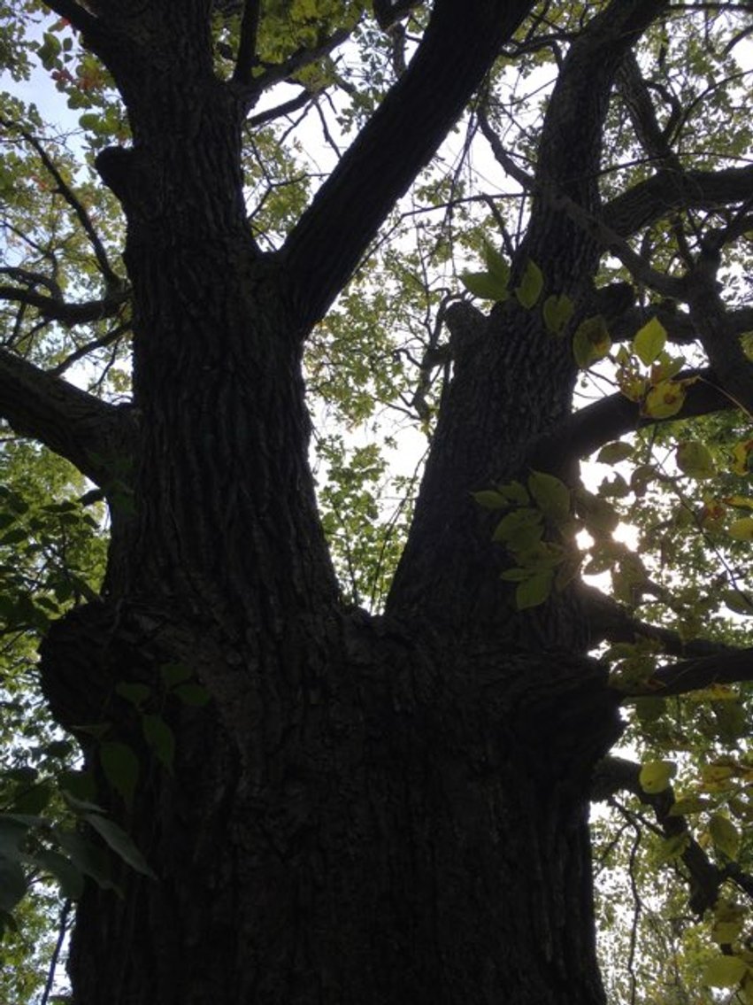 Image for Peoria County, IL: 8.5 Acre Multifamily Tract and 1± Acre Tract Selling Together