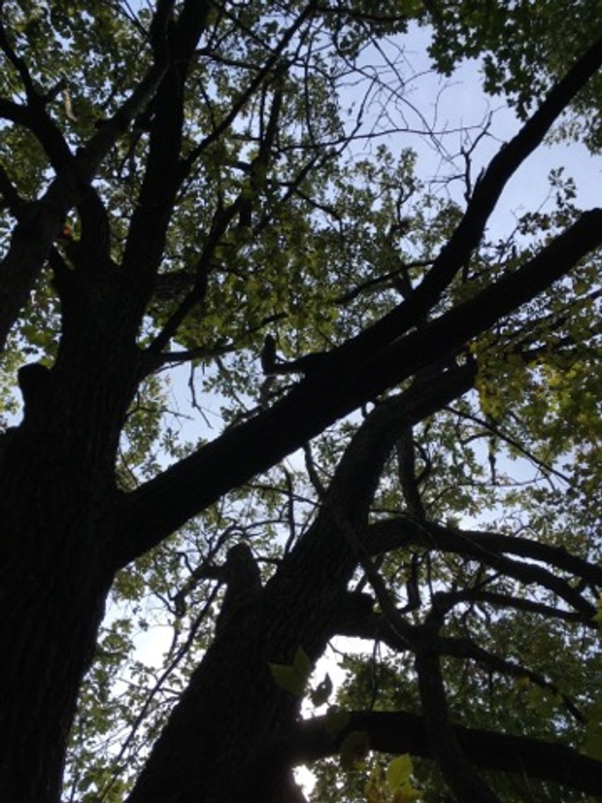 Image for Peoria County, IL: 8.5 Acre Multifamily Tract and 1± Acre Tract Selling Together