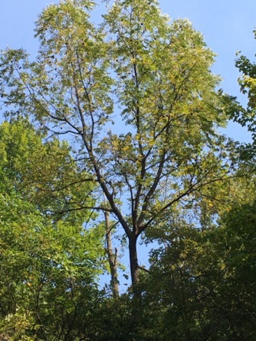 Image for Peoria County, IL: 8.5 Acre Multifamily Tract and 1± Acre Tract Selling Together