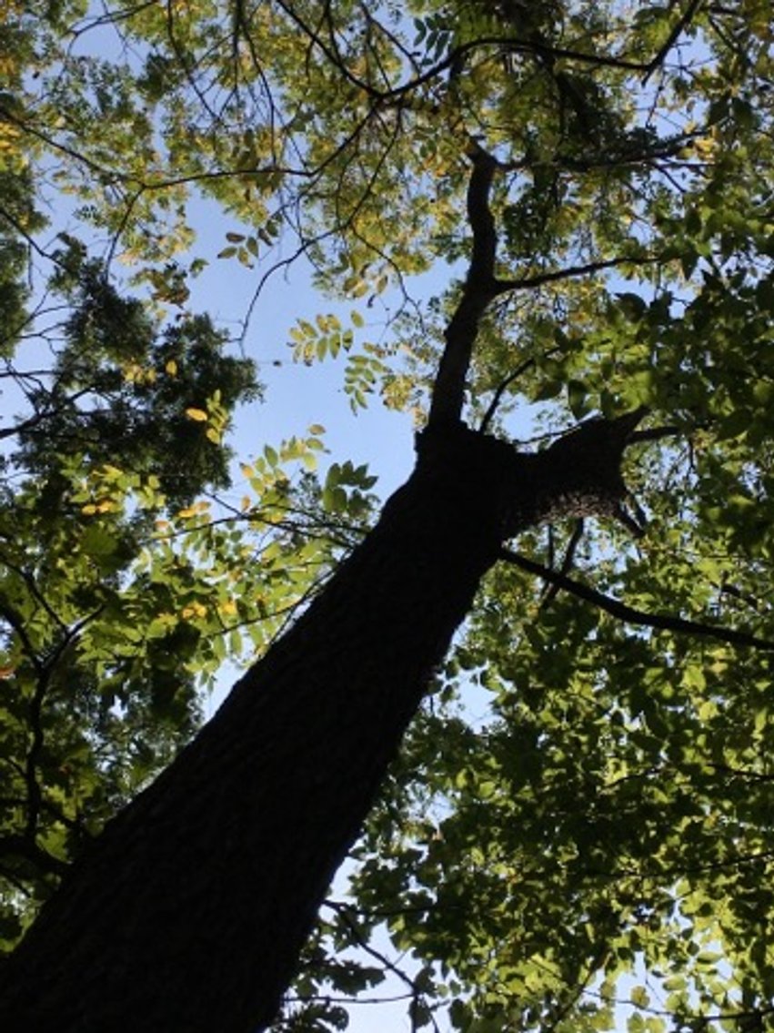 Image for Peoria County, IL: 8.5 Acre Multifamily Tract and 1± Acre Tract Selling Together