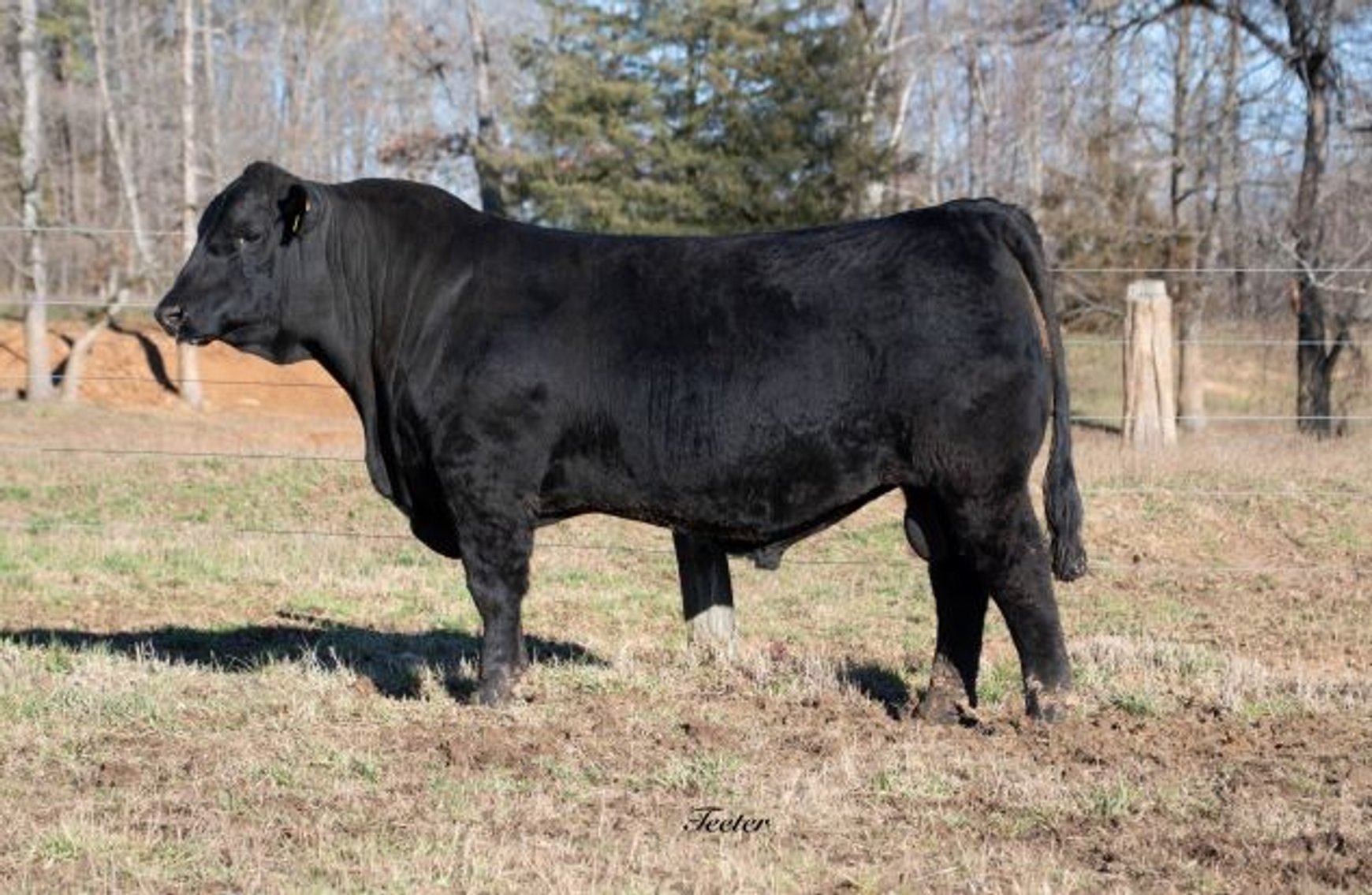 Image for Green Hills Cattle & Hope Cattle - Bull & Female Sale