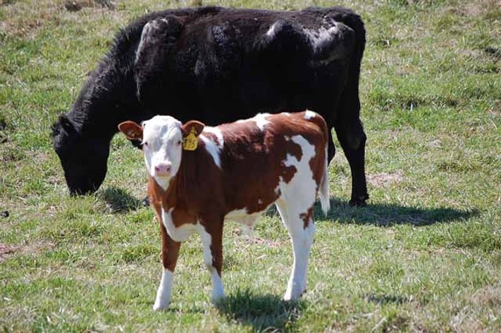 CATTLE AUCTION