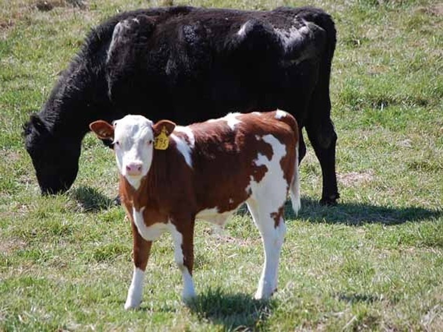 Image for CATTLE AUCTION