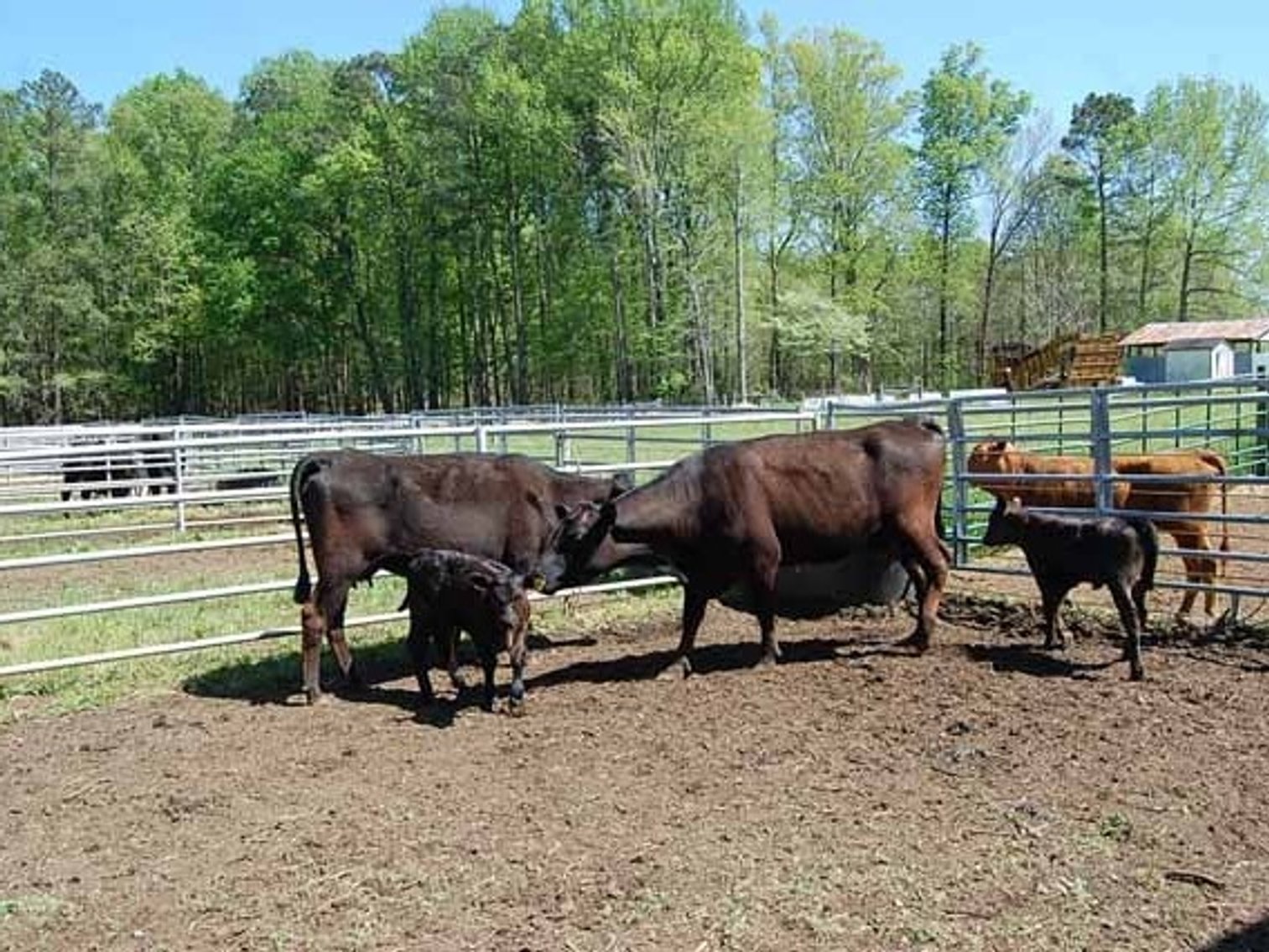 Image for CATTLE AUCTION