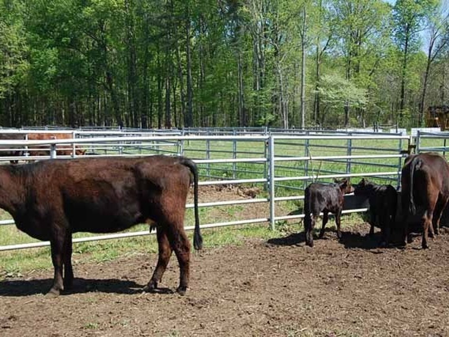 Image for CATTLE AUCTION