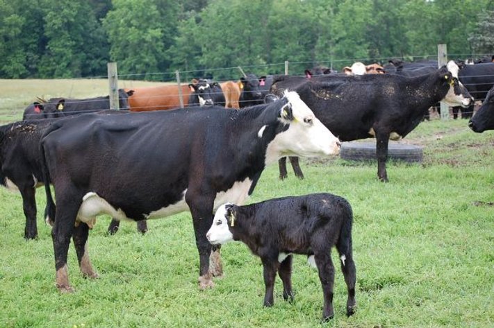 CATTLE AUCTION