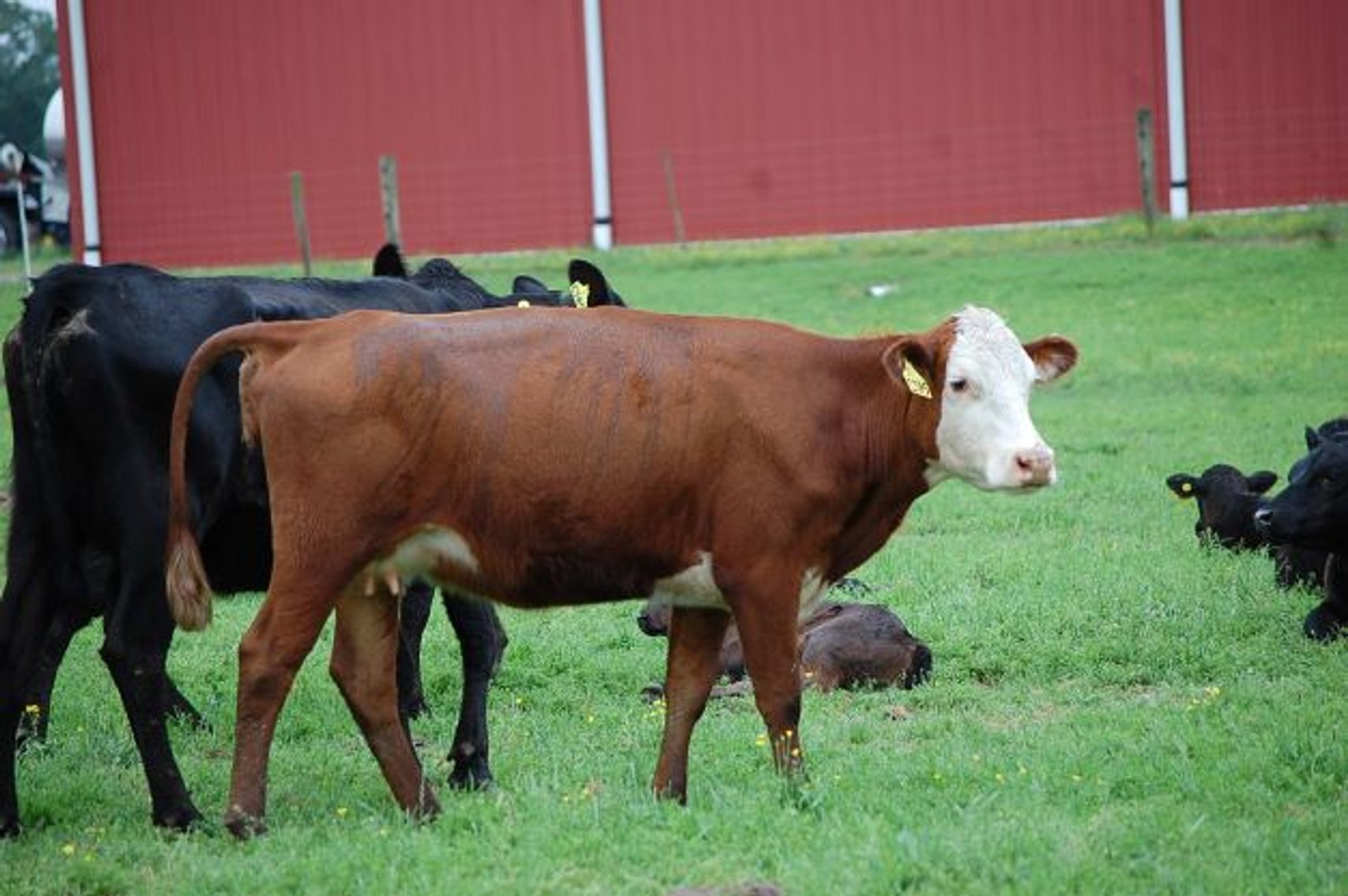 Image for CATTLE AUCTION