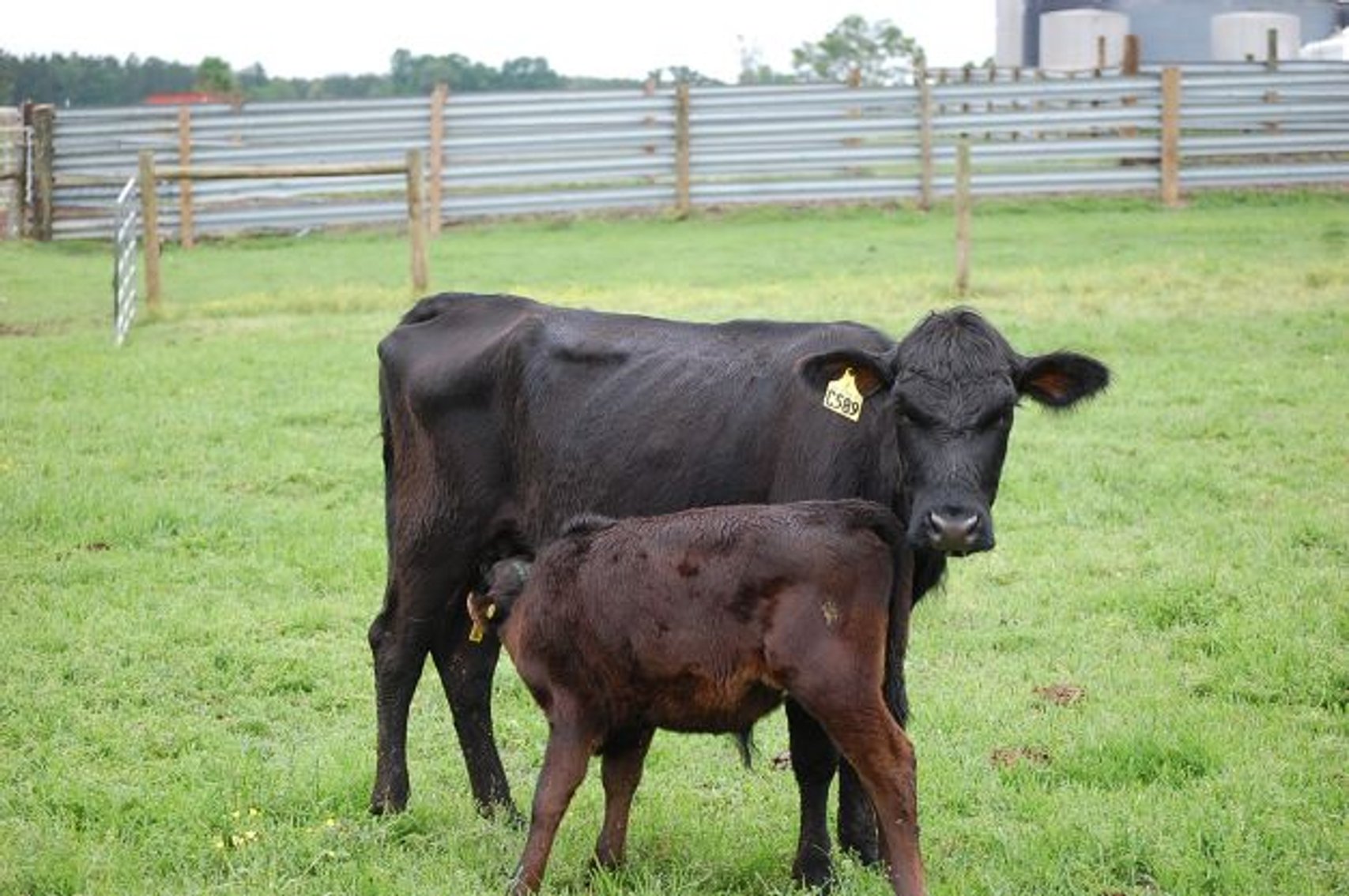 Image for CATTLE AUCTION