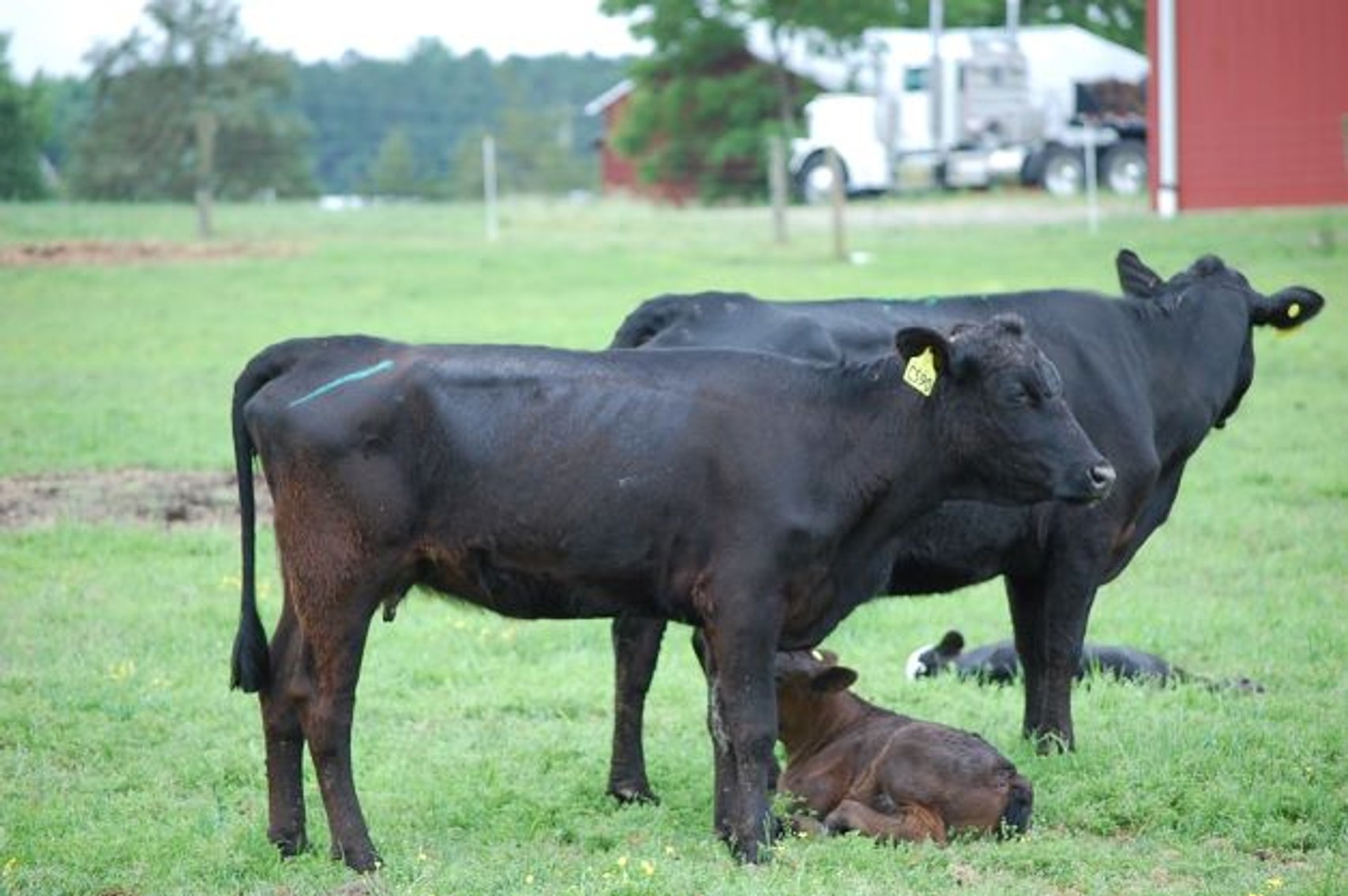 Image for CATTLE AUCTION