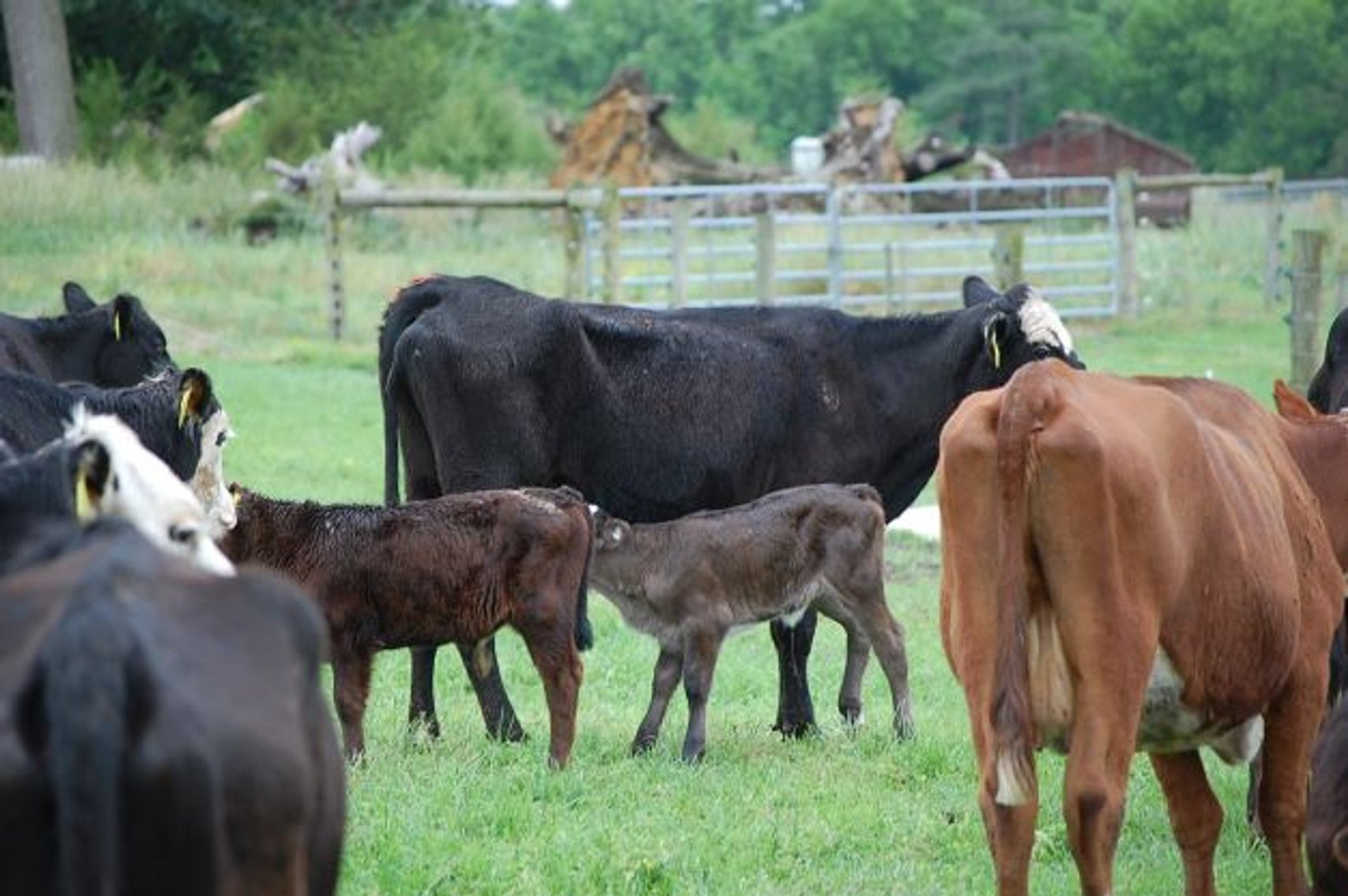 Image for CATTLE AUCTION