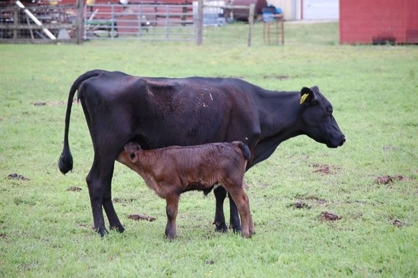 Image for CATTLE AUCTION