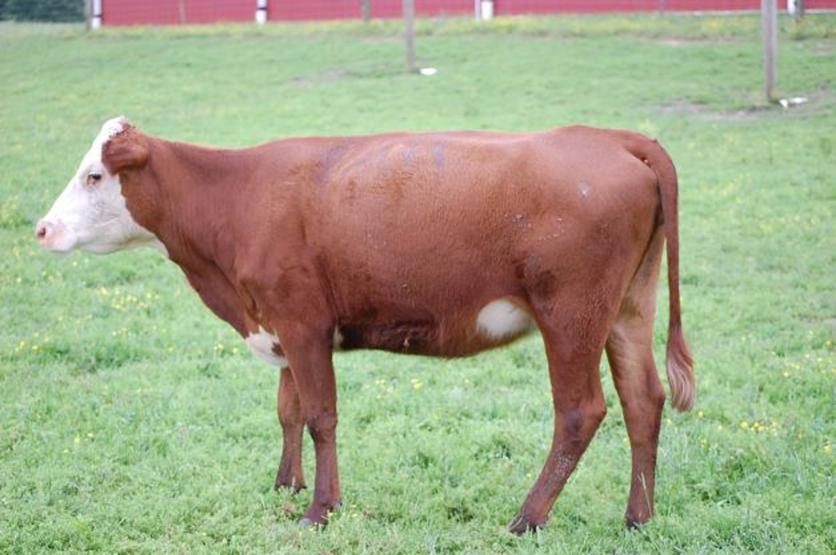 Image for CATTLE AUCTION