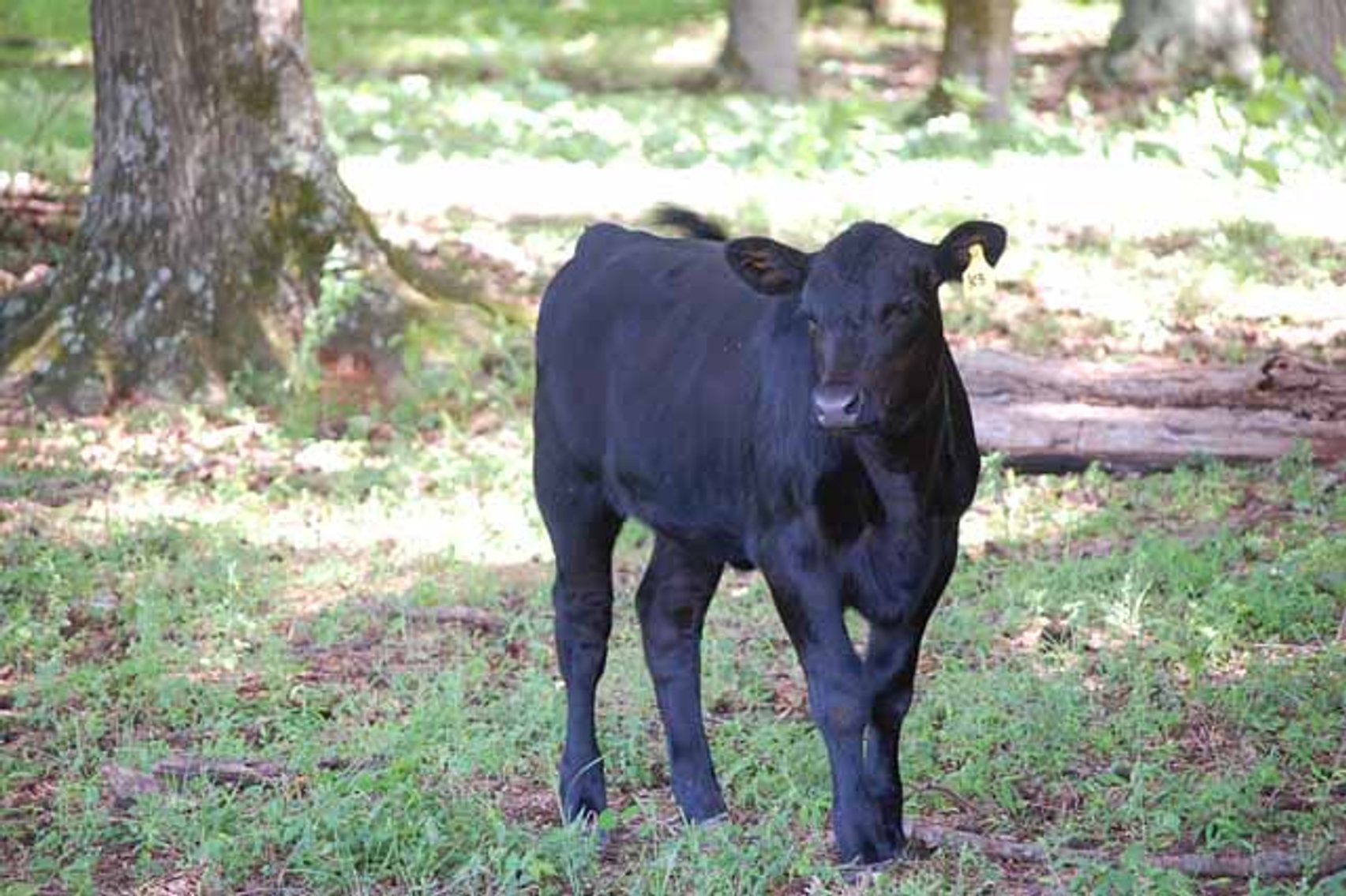 Image for CATTLE AUCTION