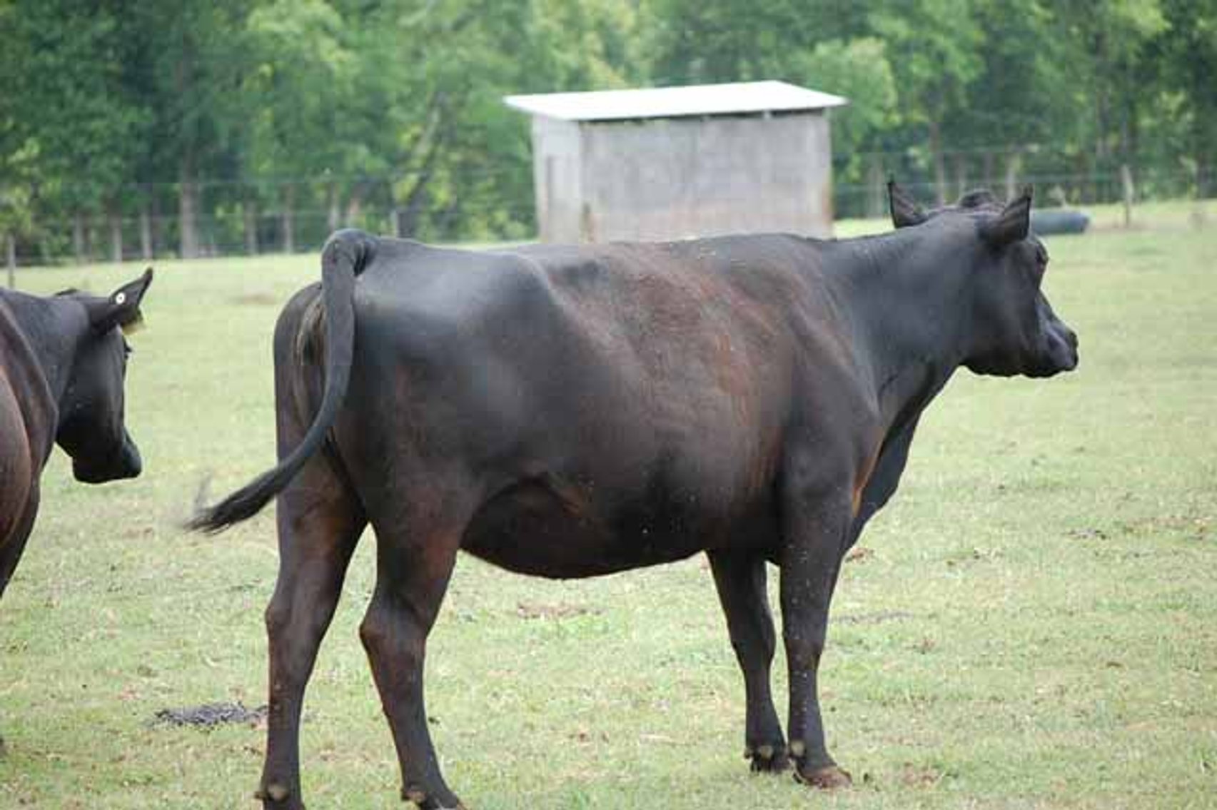 Image for CATTLE AUCTION