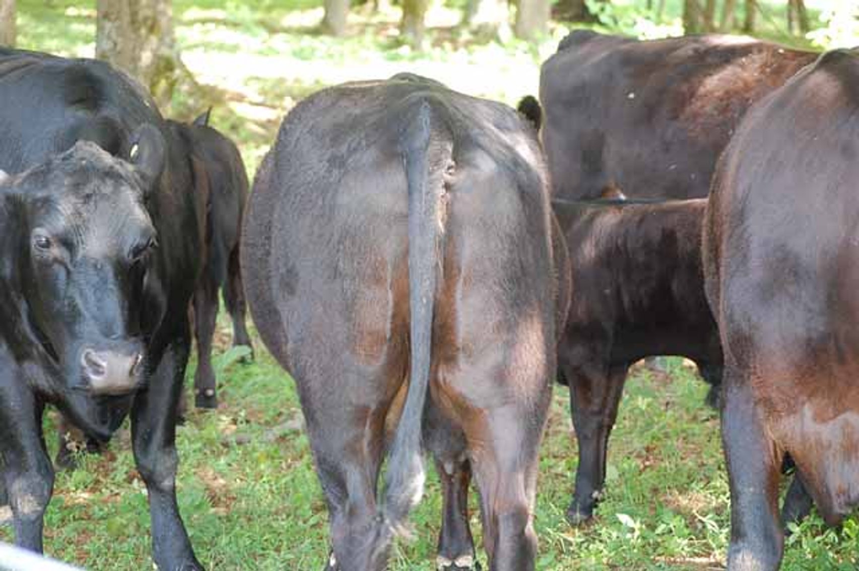 Image for CATTLE AUCTION