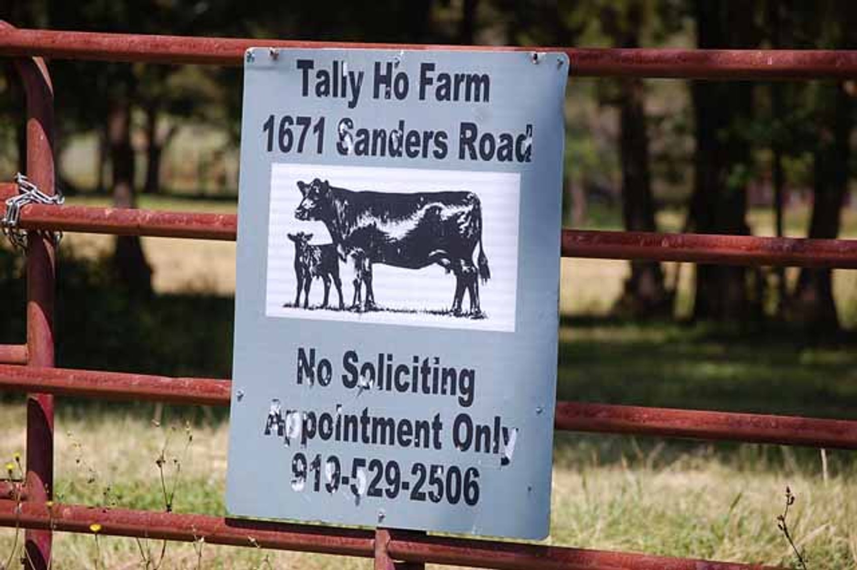 Image for CATTLE AUCTION