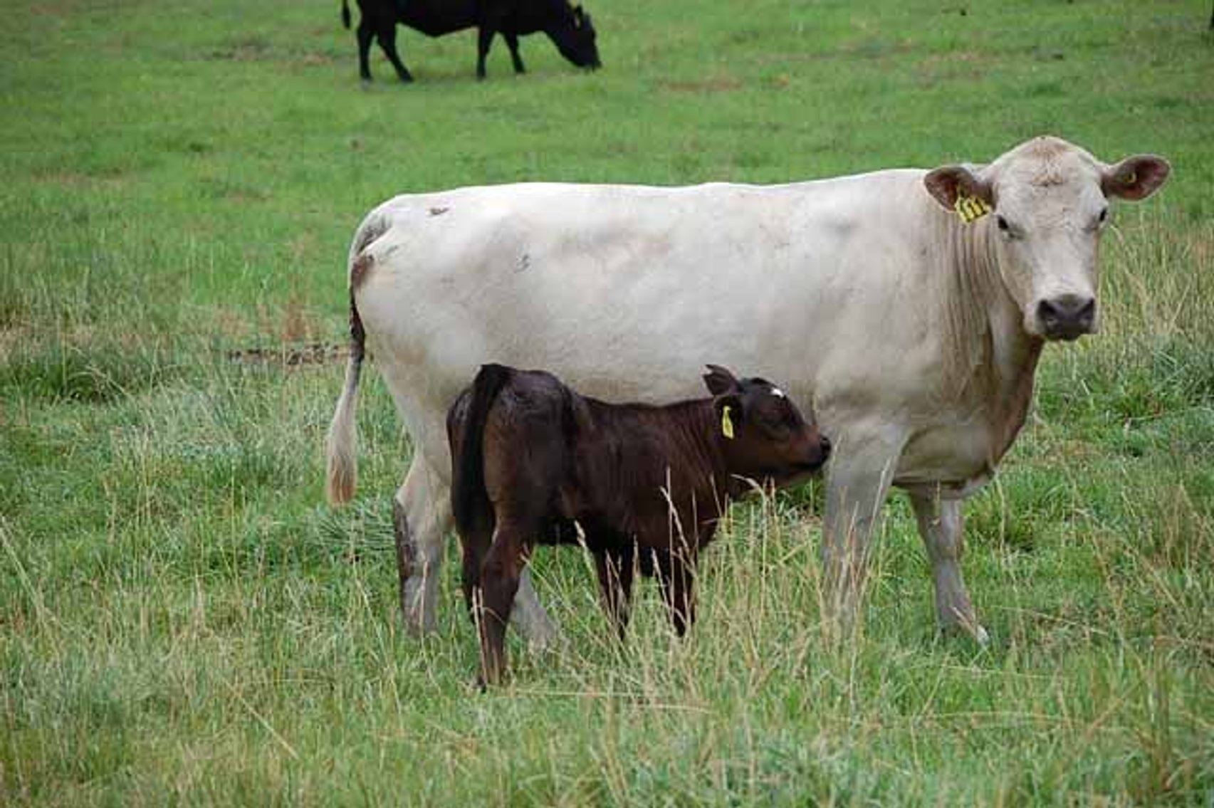 Image for CATTLE AUCTION