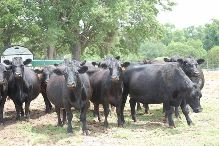 CATTLE AUCTION