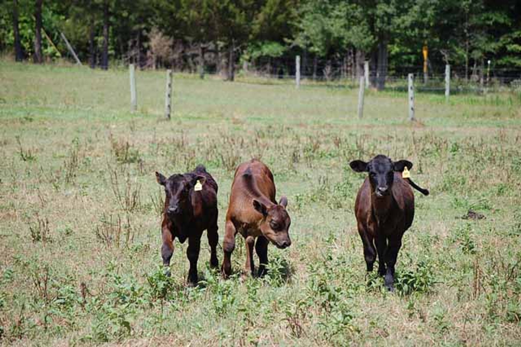 Image for CATTLE AUCTION