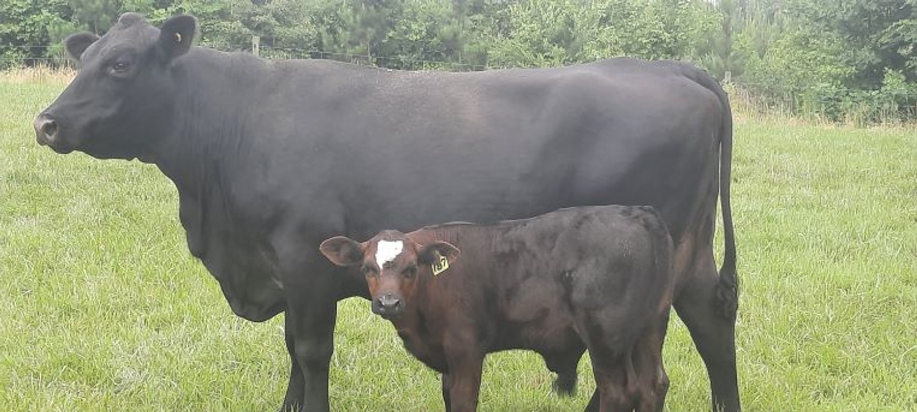 Image for CATTLE AUCTION