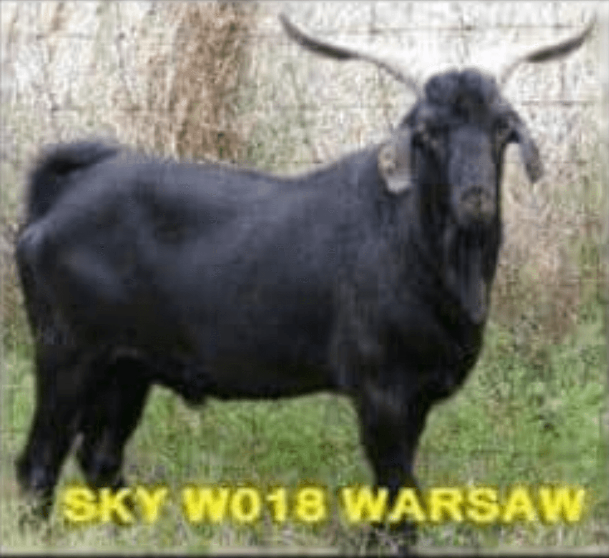 Image for Goat Days of Summer