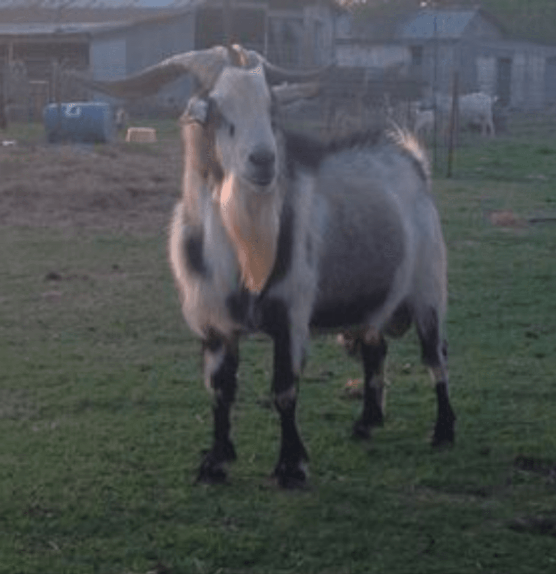 Image for Goat Days of Summer