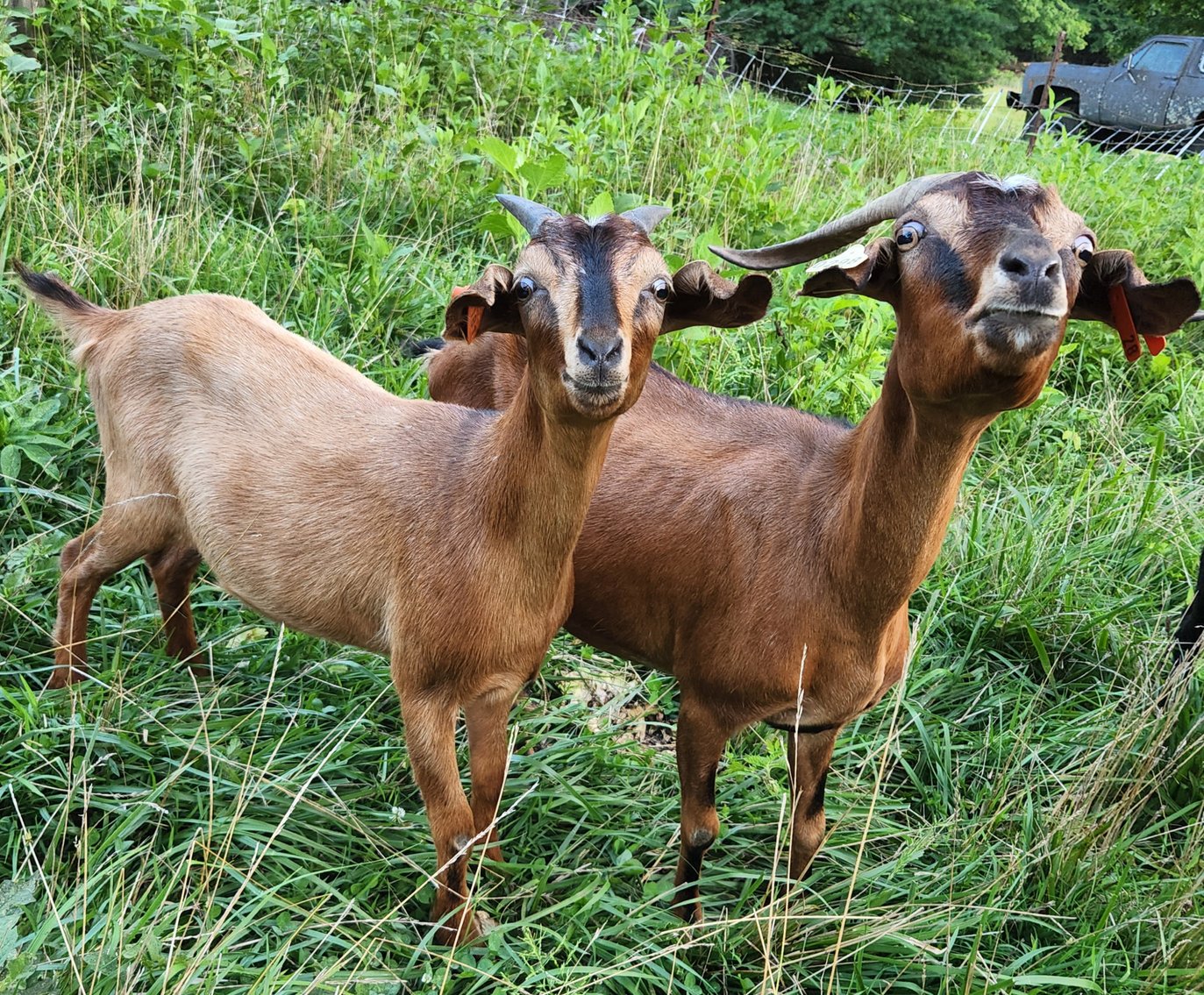 Image for Goat Days of Summer