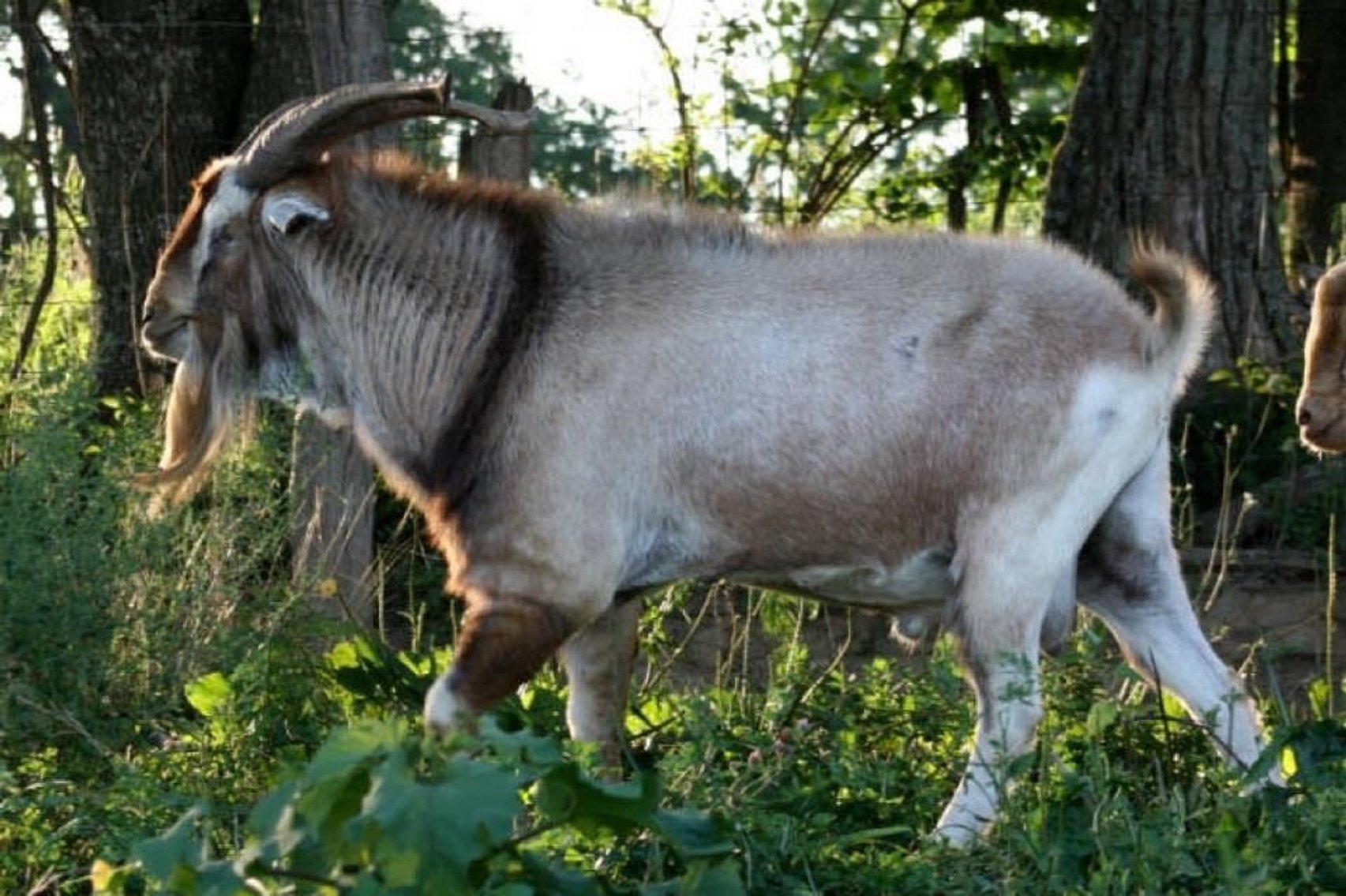 Image for Final Countdown - Open Consignor Sale