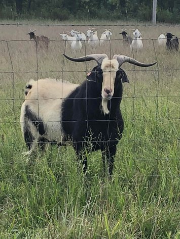 Image for Final Countdown - Open Consignor Sale