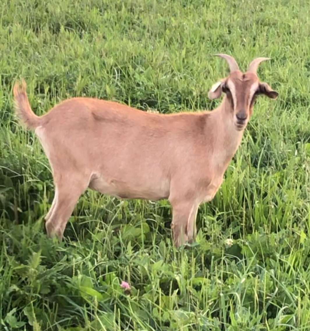 Image for Final Countdown - Open Consignor Sale