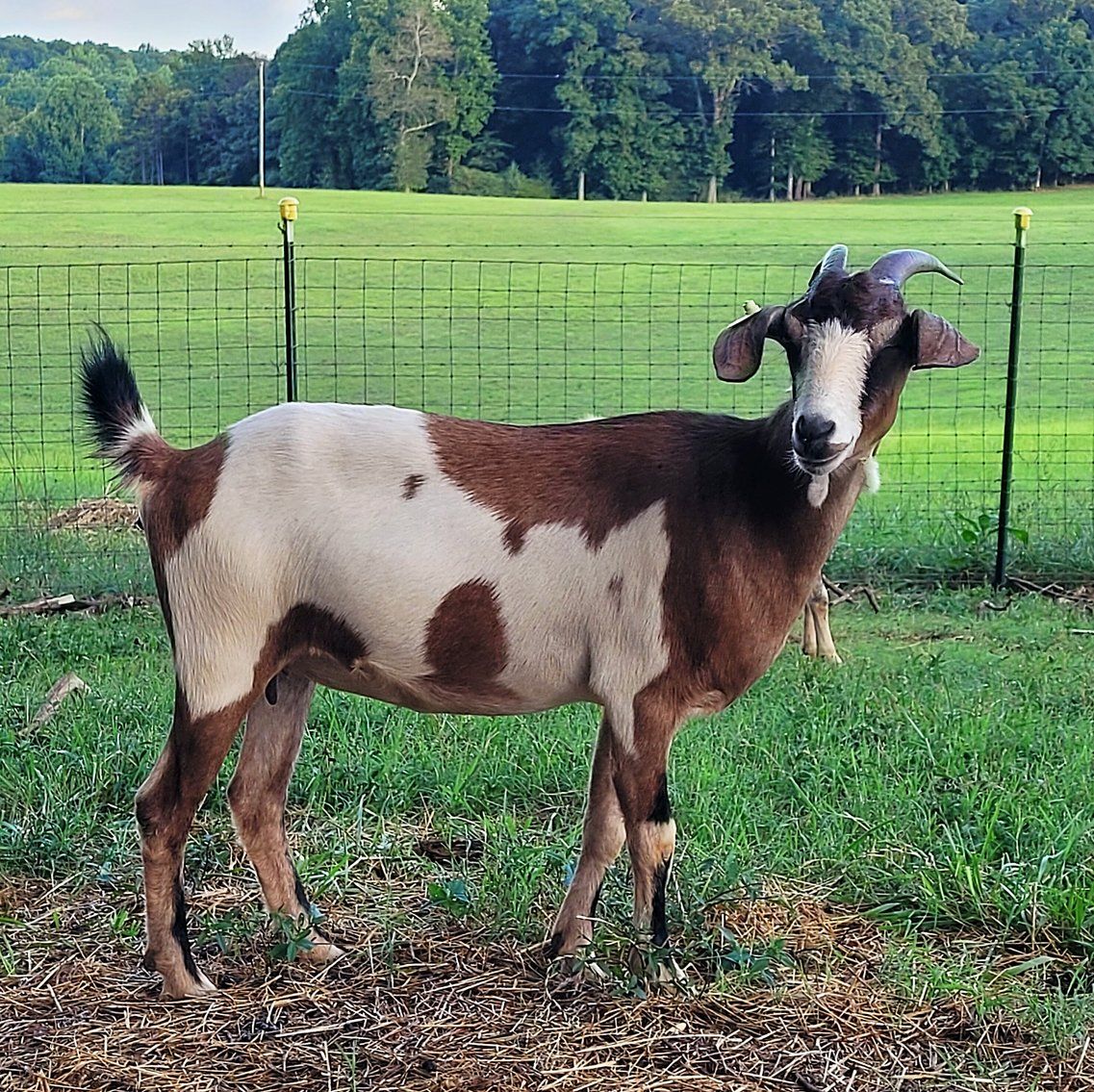 Image for 2022 Appalachian Kiko Invitational Sale