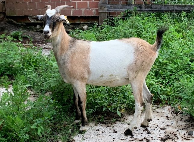 Image for 2022 Appalachian Kiko Invitational Sale