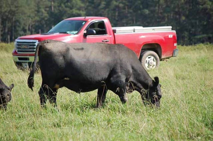 CATTLE AUCTION