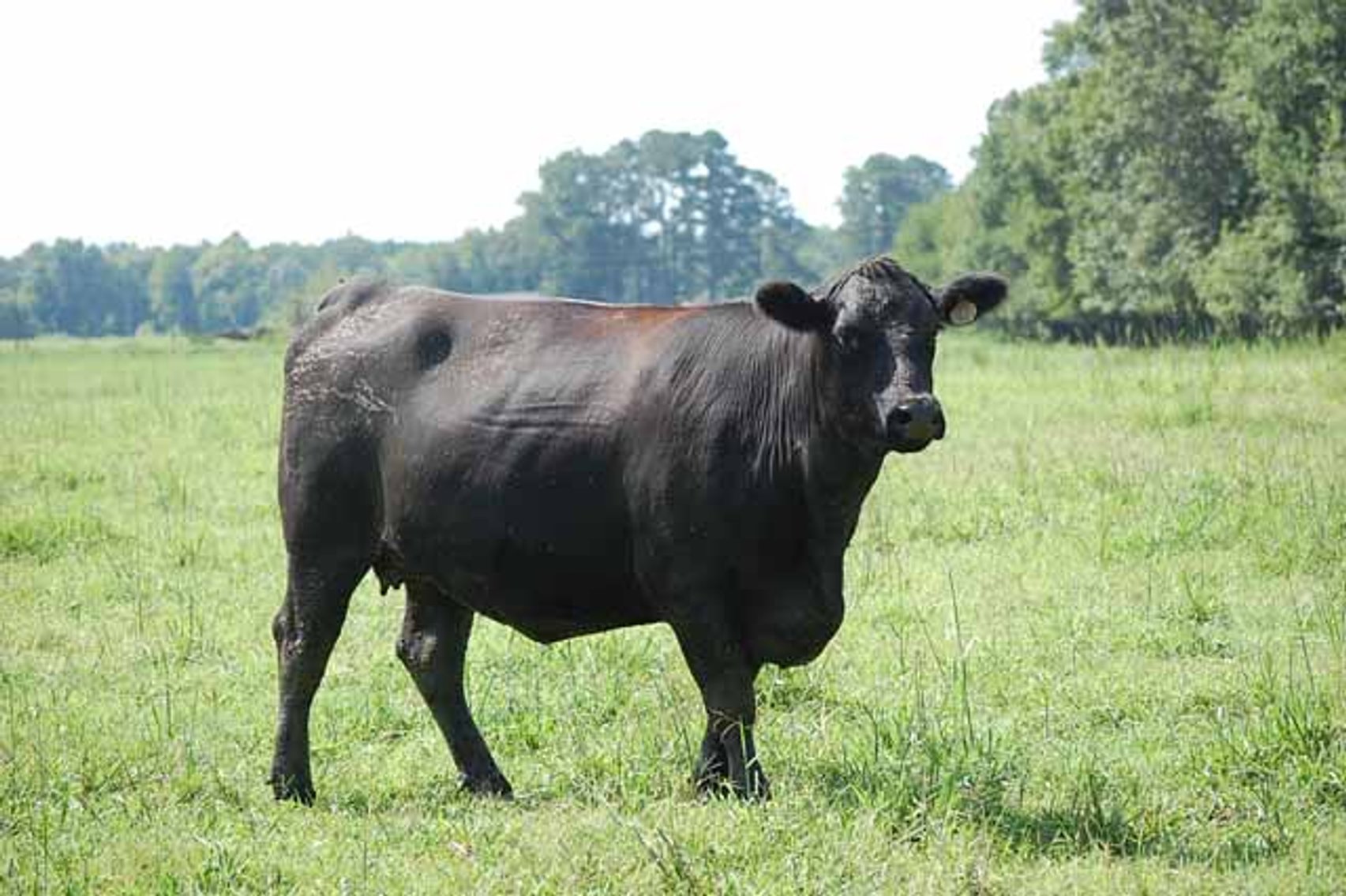 Image for CATTLE AUCTION