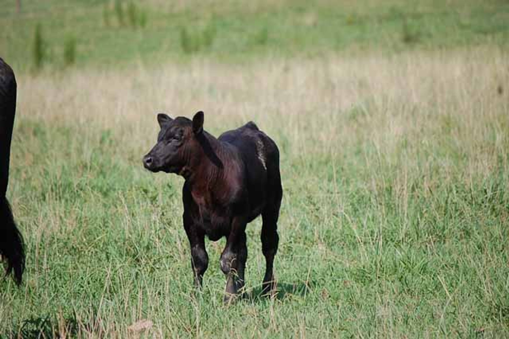 Image for CATTLE AUCTION