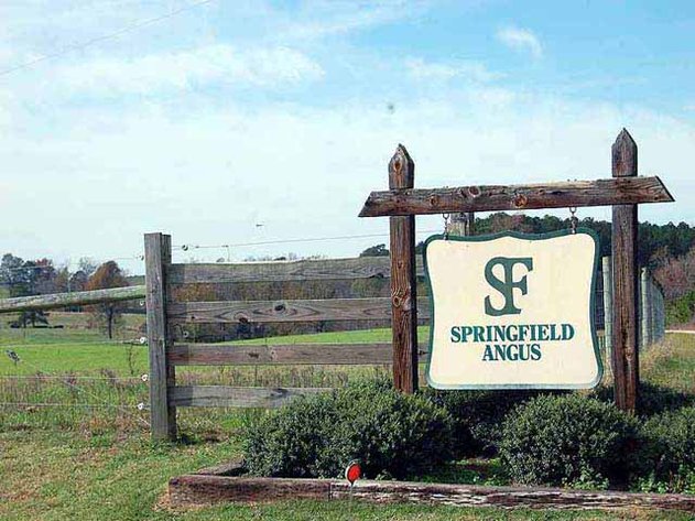 Springfield Angus Bull Sale