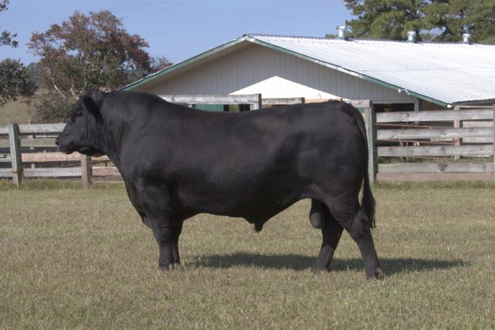 Image for Springfield Angus Bull Sale