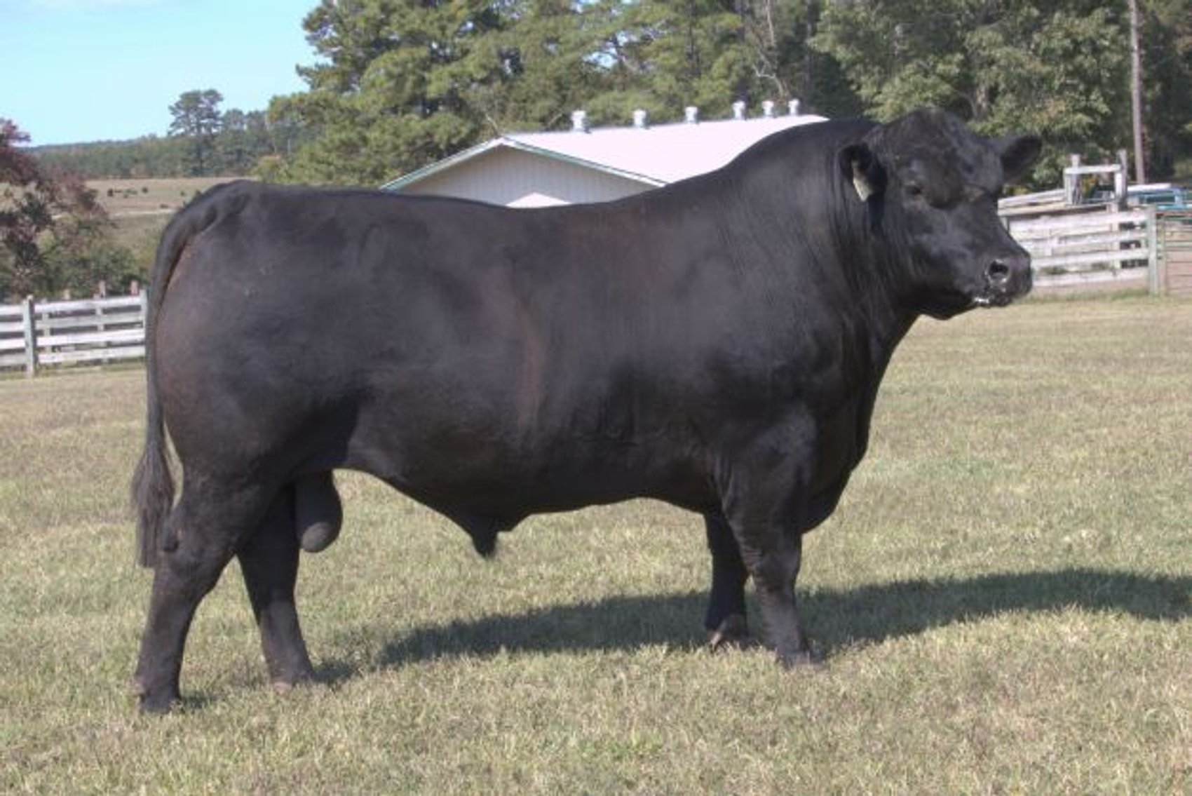 Image for Springfield Angus Bull Sale