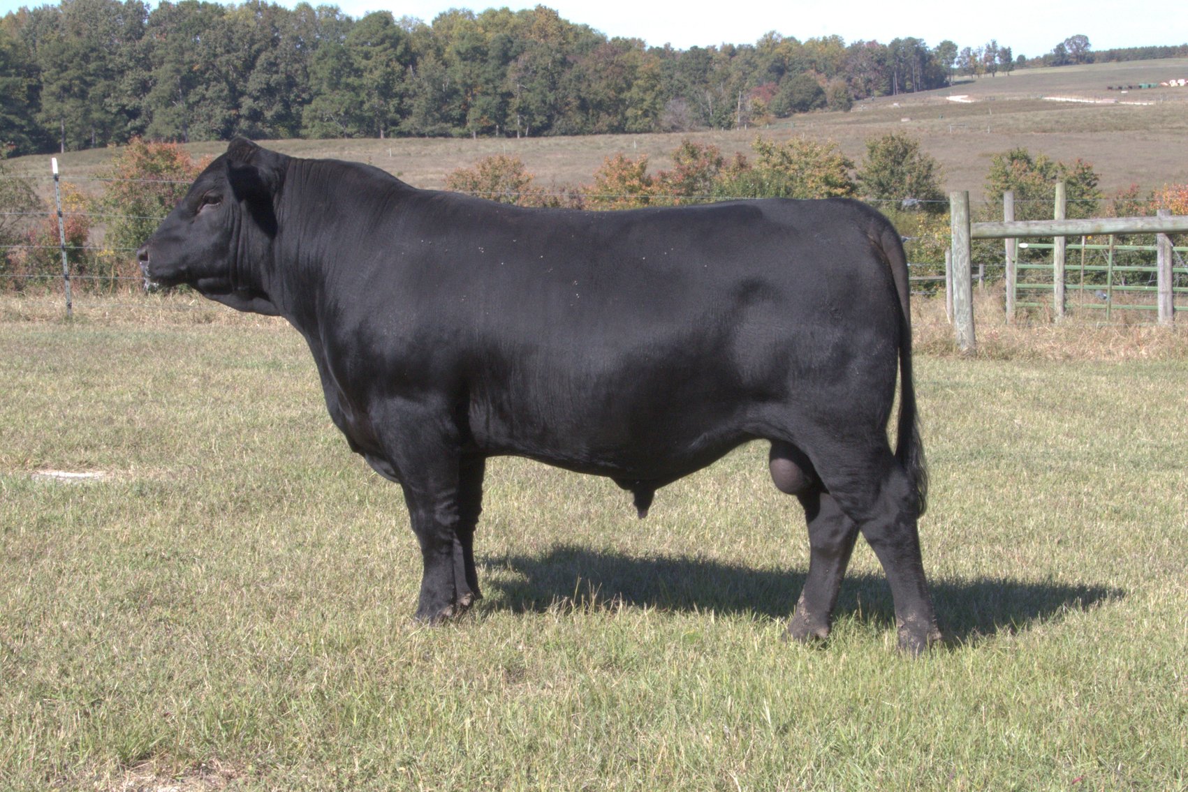 Image for Springfield Angus Bull Sale