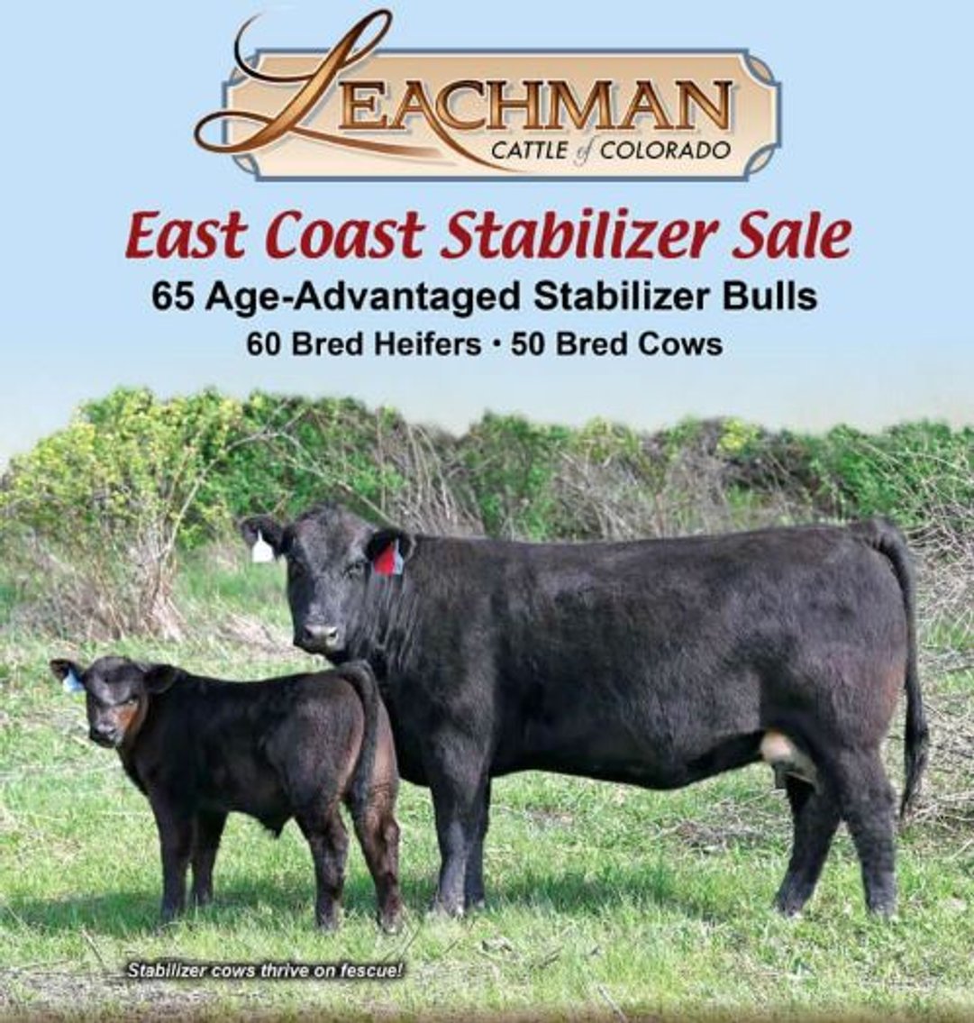 Image for Leachman East Coast Stabilizer Sale