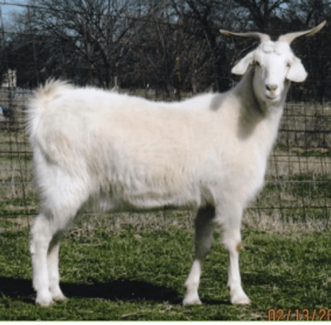 Image for 2023 Green Country Kiko Invitational Sale